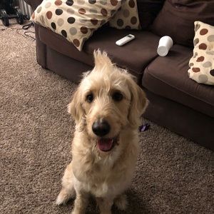 Meet your Posher, Hashim